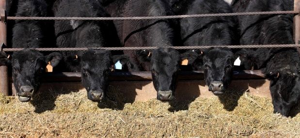 McGrew Feedlot Equipment