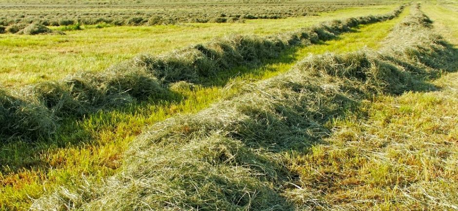 Photo of field