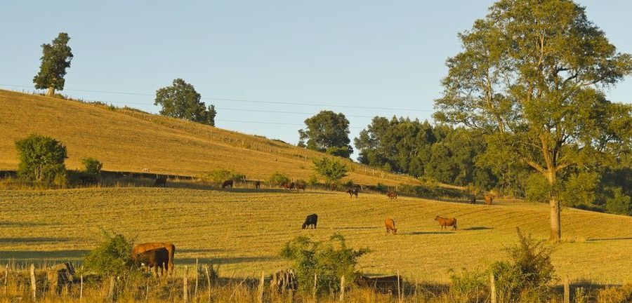 Photo of cows in field