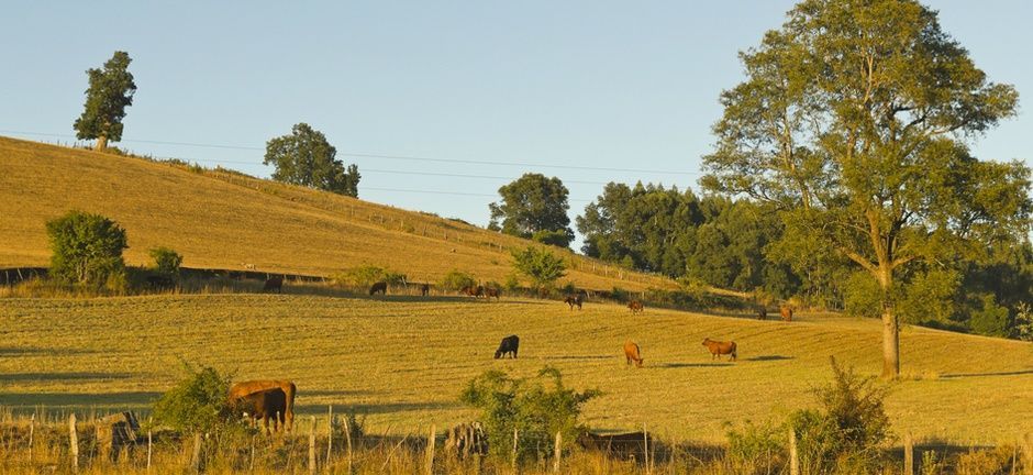 Photo of cows in field