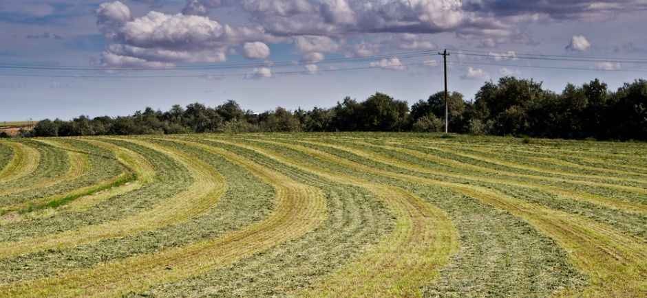 Photo of field