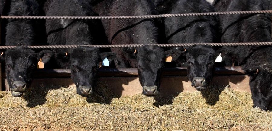 Photo of cows eating