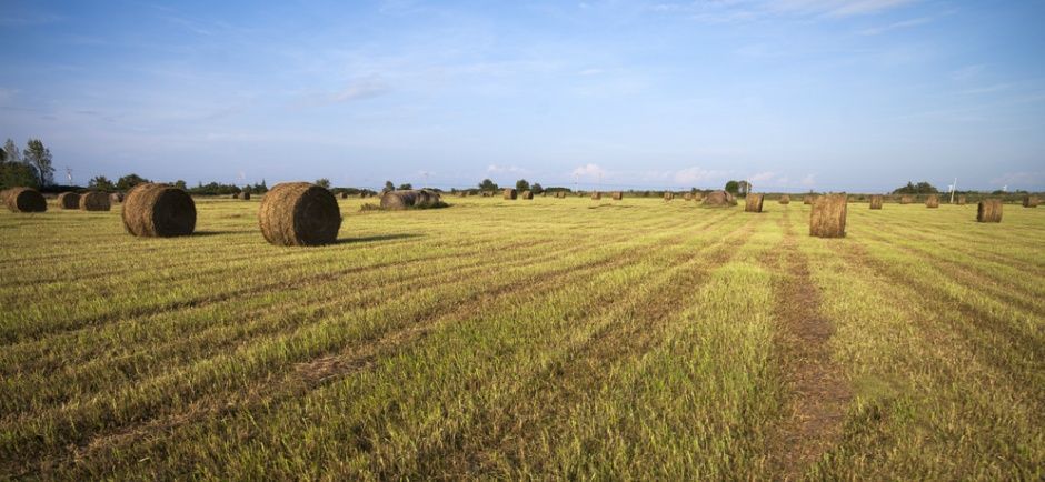 Photo of field